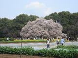 画像の説明